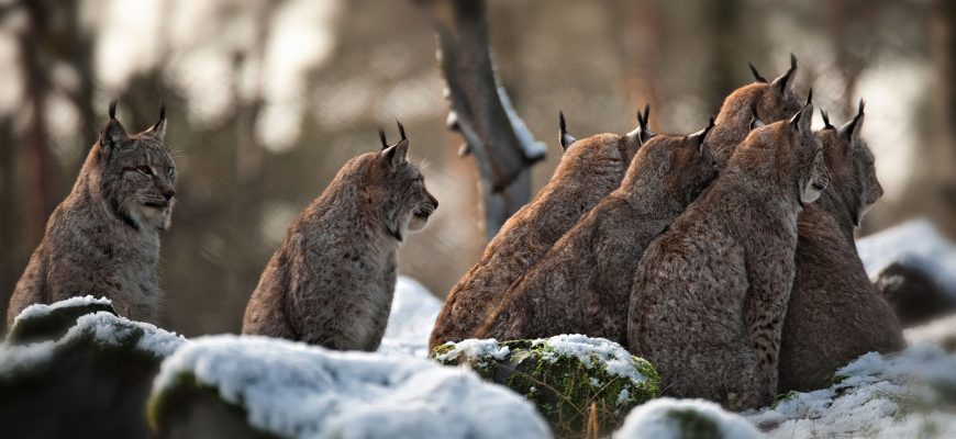 More of Canada’s Majestic Wild Cats: The Lynx